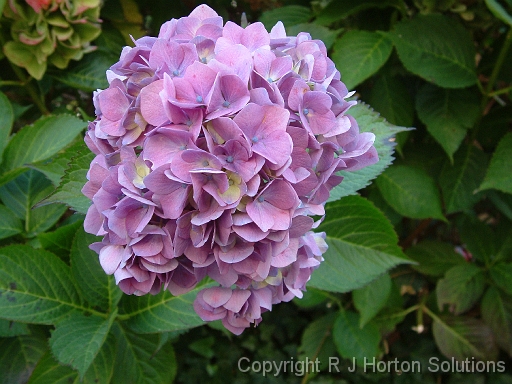 Hydrangea Mauve